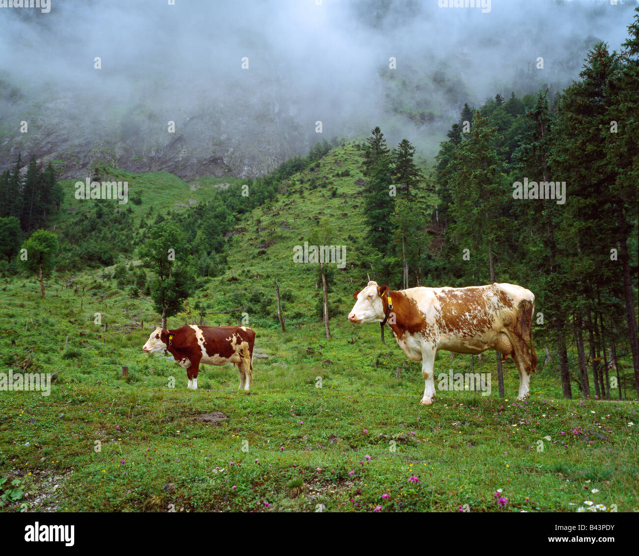 Vacche su un prato nelle nebbie della montagne Karwendel Germania Baviera Foto Stock