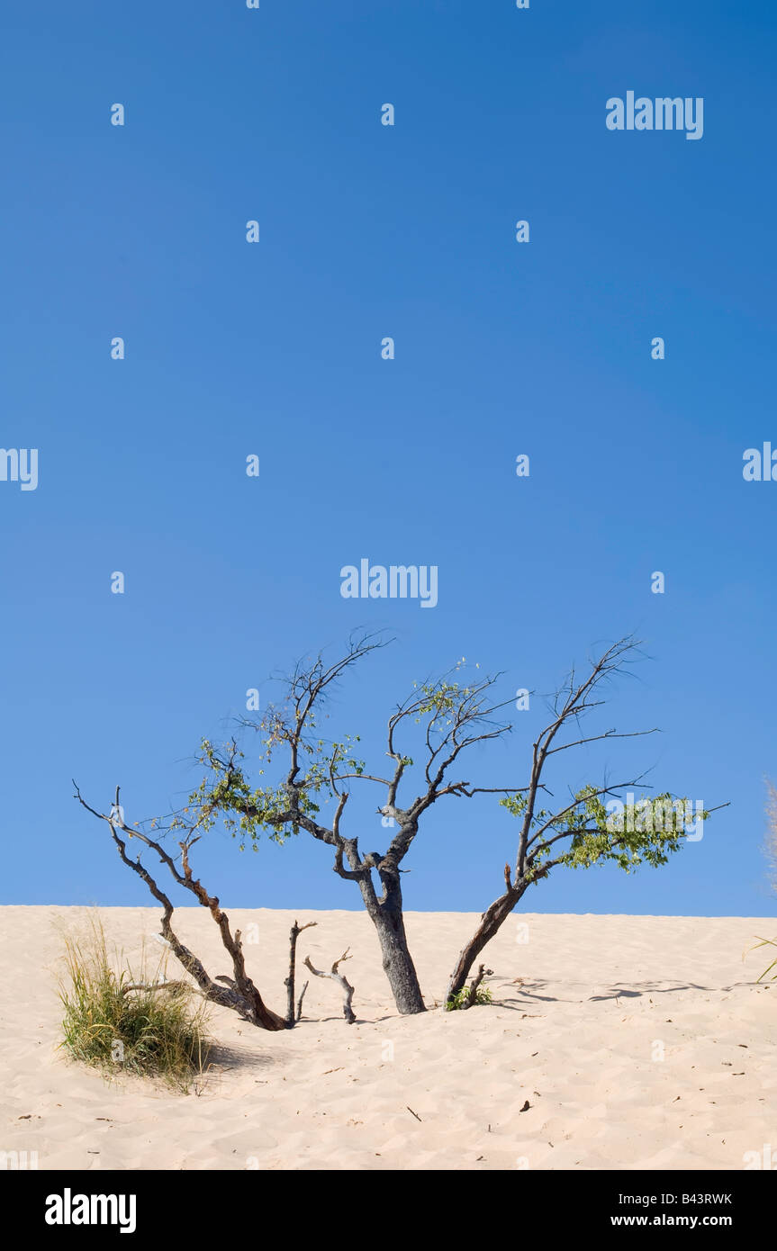 Mezzo sepolto tree che lottano per sopravvivere mediante patch dell'erba sul lato di una duna di sabbia Foto Stock