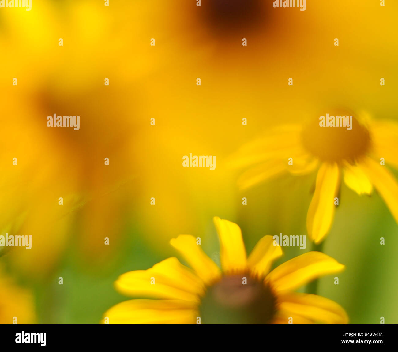 Black Eyed Susans in un giardino della prateria Foto Stock