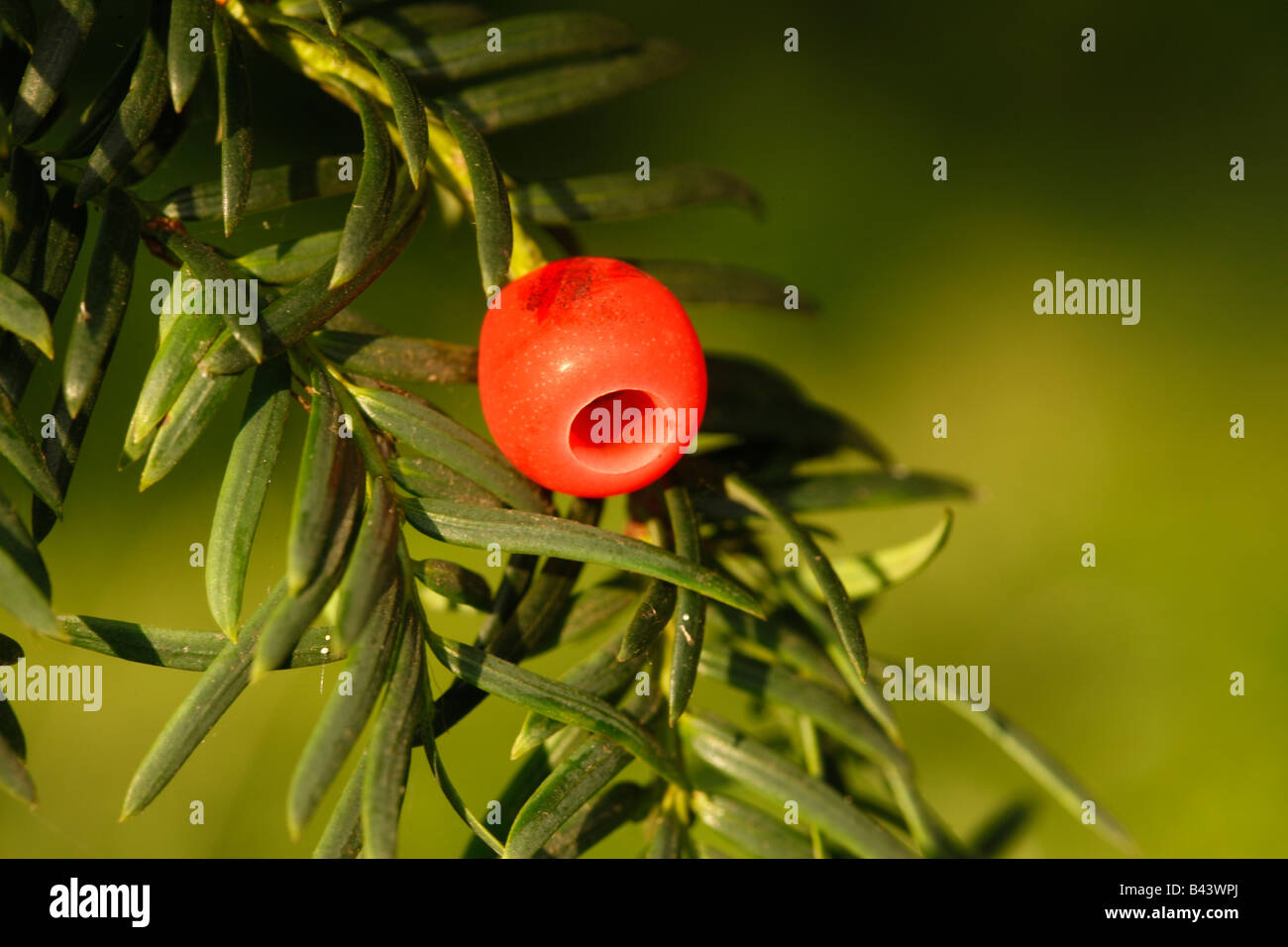 Yew Tree Taxus baccata berry autunno Midlands UK Foto Stock