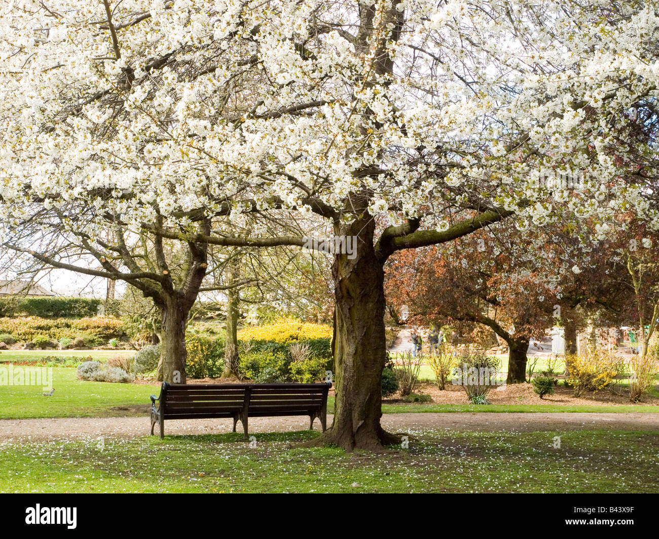 Un albero in fiore in primavera tempo presso il parco locale, Nottinghamshire England Regno Unito Foto Stock