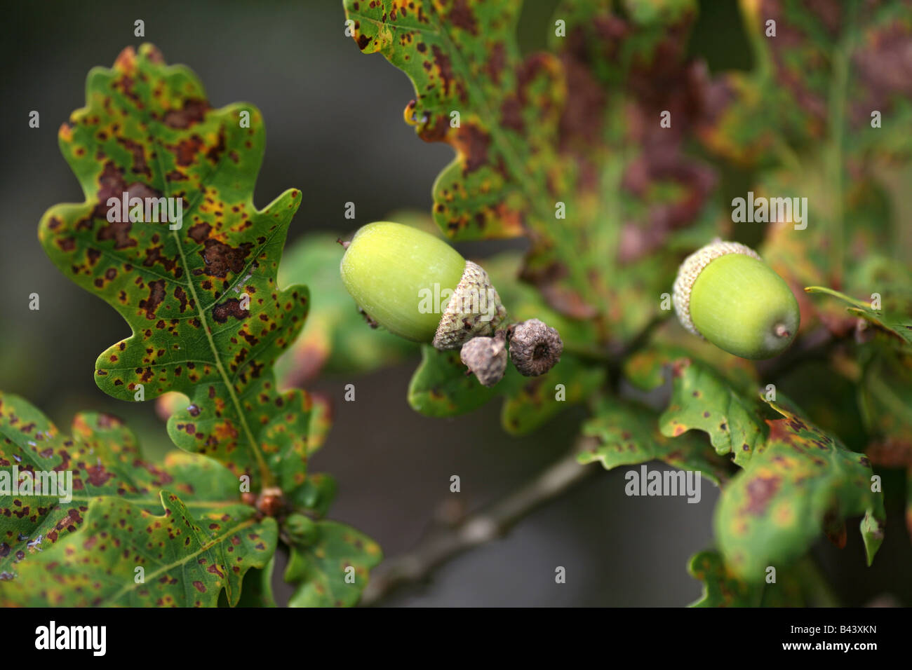 Ghiande e foglie di un comune albero di quercia Foto Stock