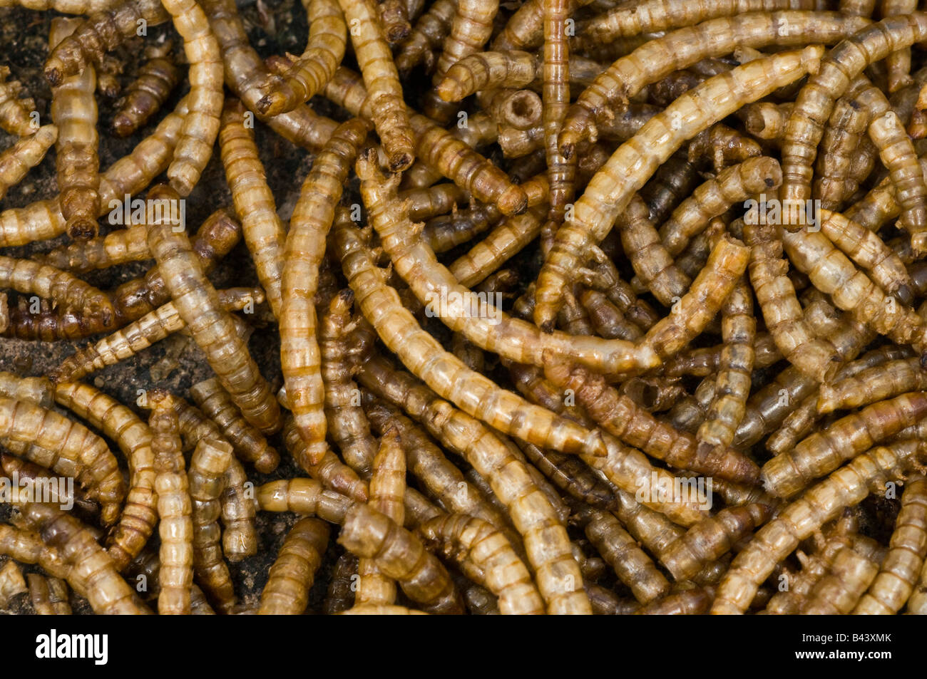 Mealworm Tenebrio molitor Foto Stock