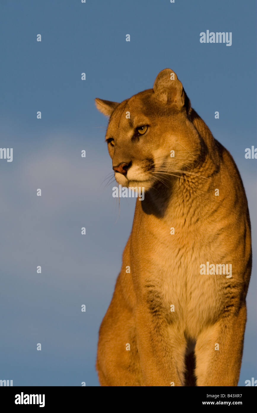Adulto Cougar si trova sulla cima di una sporgenza rocciosa e coetanei fuori Foto Stock