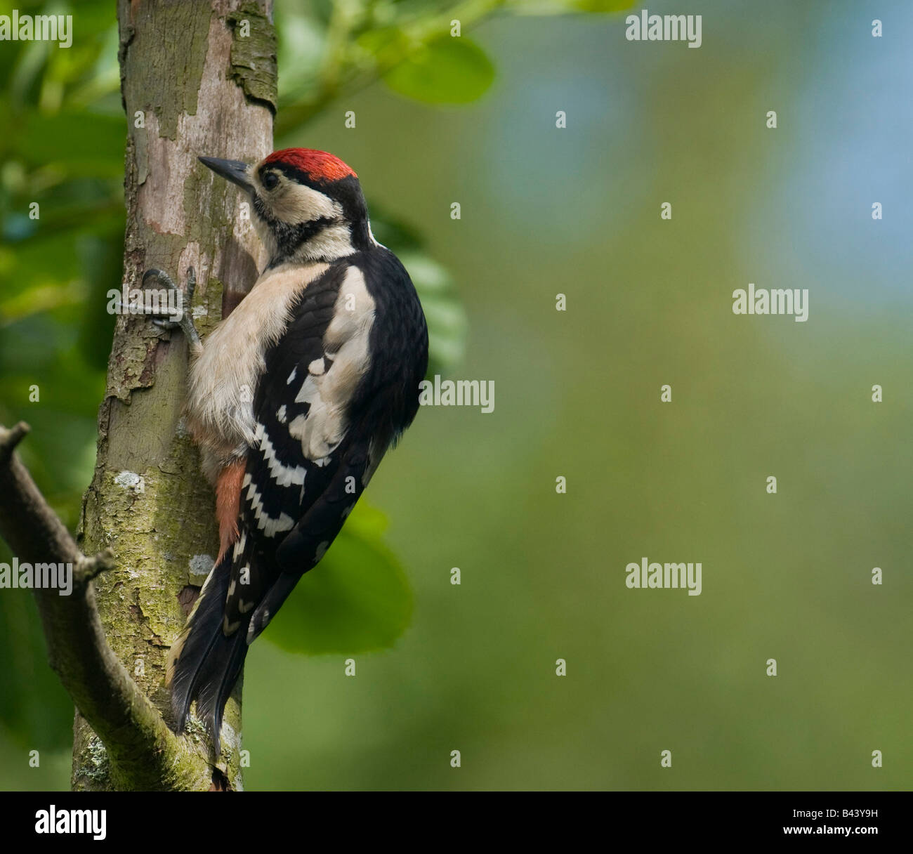 Picchio rosso maggiore "Dendrocopos major" sul ramo in legno Lancashire. Foto Stock