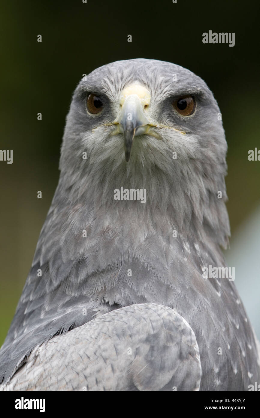 Il cileno blu Aquila ( Geranoaetus melanoleucus ) ha gli occhi su di voi Foto Stock