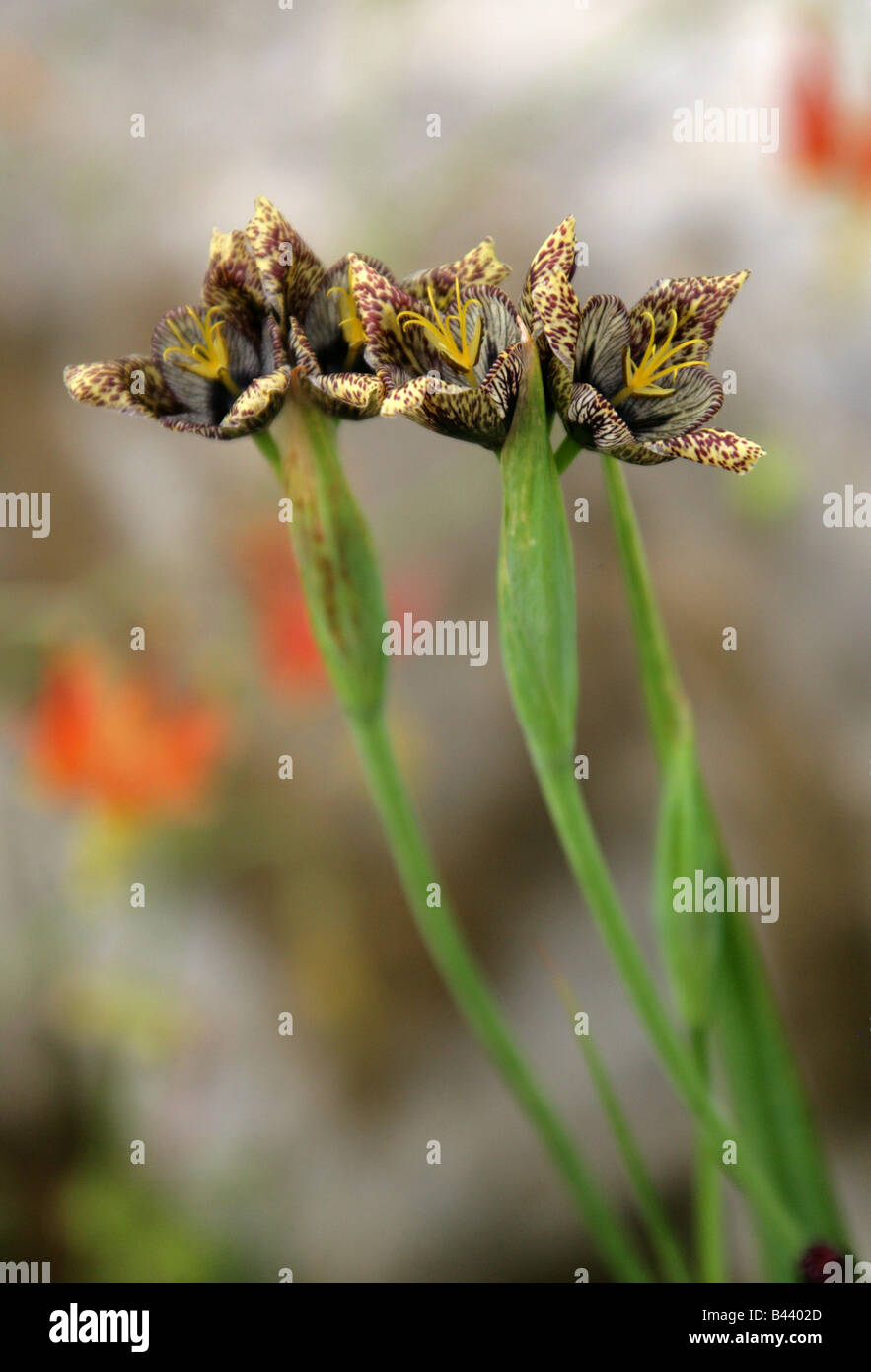 Tiger fiori o fiori di Shell aka Jaguar Fiore, Tigridia vanhouttei, Iridaceae, Messico Foto Stock