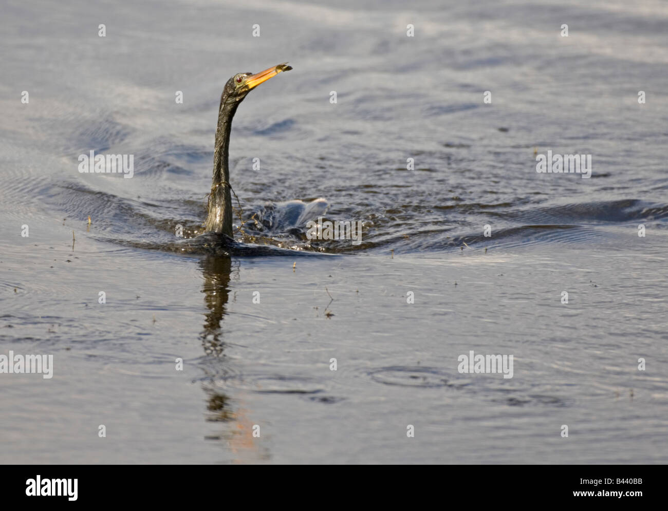 A caccia di nuoto Anhinga acqua bird con pesce Foto Stock