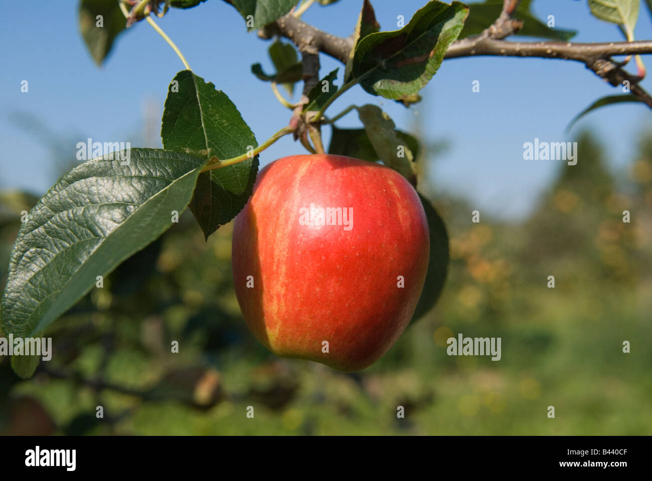 English Apples Festival Lathcoats apple Apple Farm Galleywood Essex REGNO UNITO HOMER SYKES Foto Stock