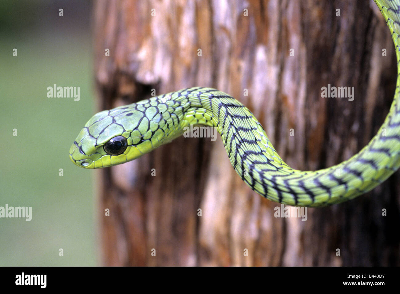 Boomslang (Dispholidus typus). Il suo morso può uccidere una persona Foto Stock