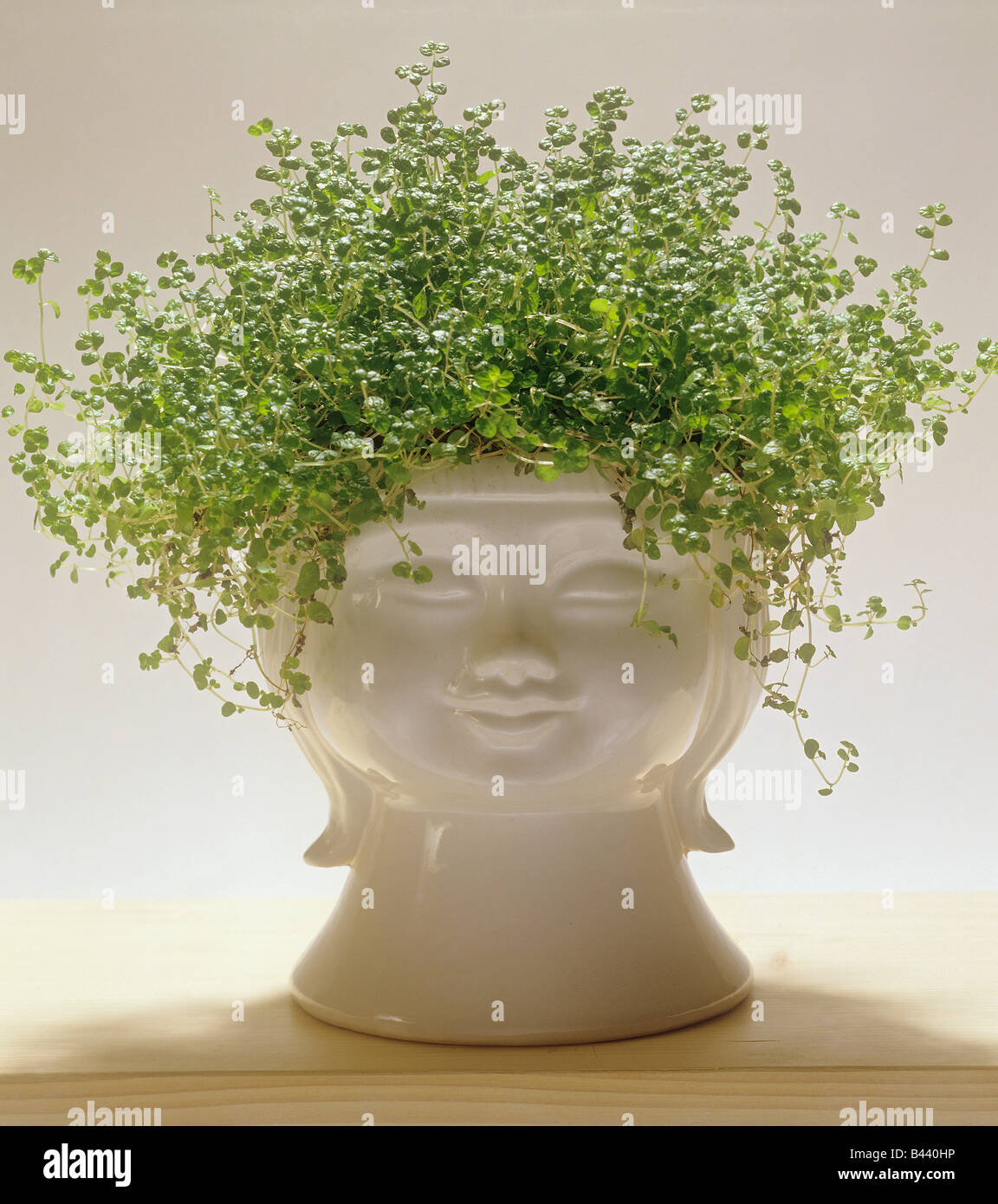 Angelo lacrime in Cina testa / Soleirolia soleirolii Foto Stock