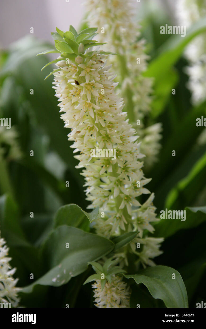 Giglio di ananas, Eucomis zambesiaca, Hyacinthaceae dall'Altopiano regioni del Malawi, Africa Foto Stock