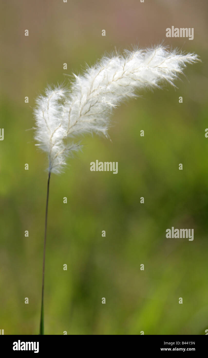 White Feathery Erba Seme Head, Messico Foto Stock