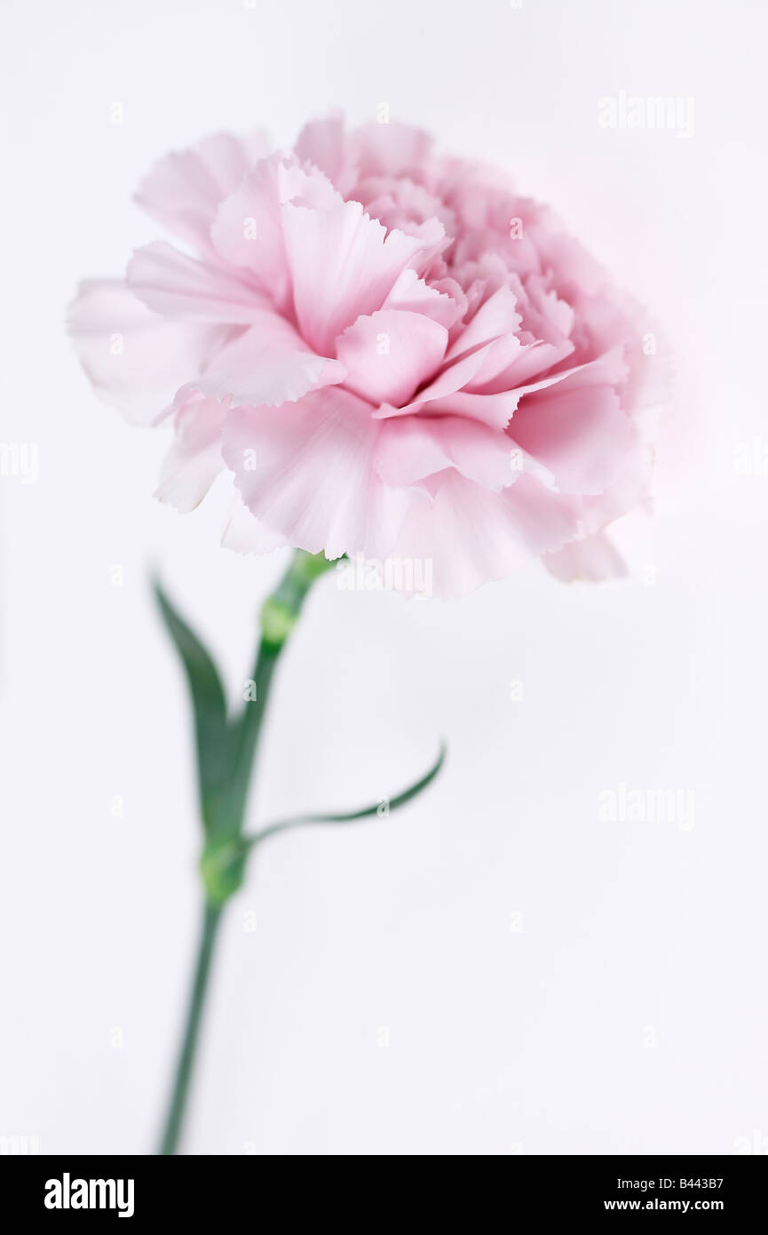 Rosa Fiori di garofano Foto Stock