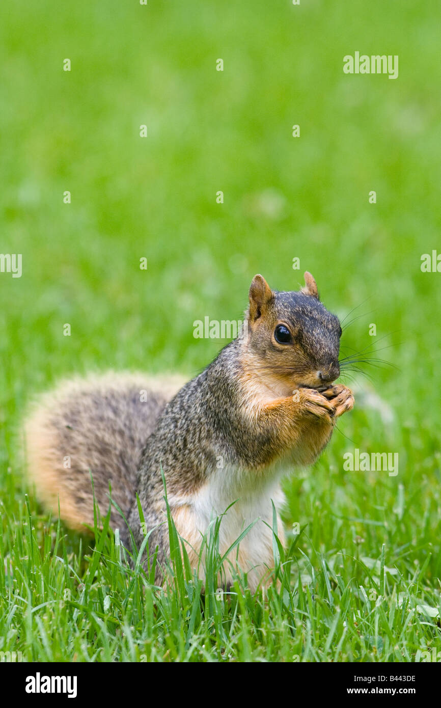 Fox Squirrel sul prato Foto Stock