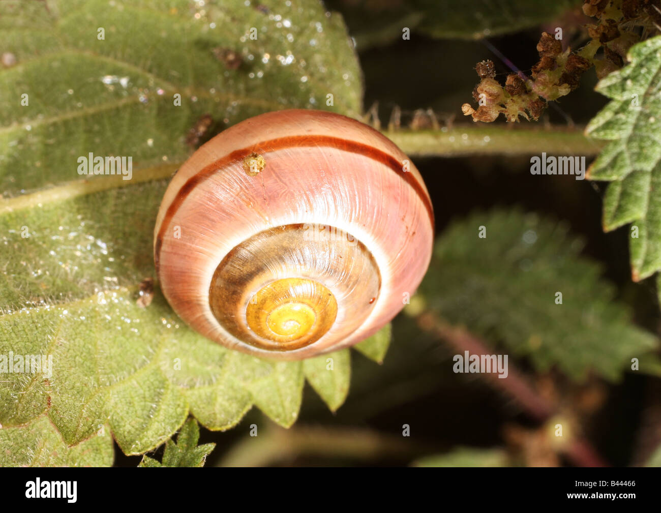 Va a passo di lumaca sulla foglia di ortica. Foto Stock