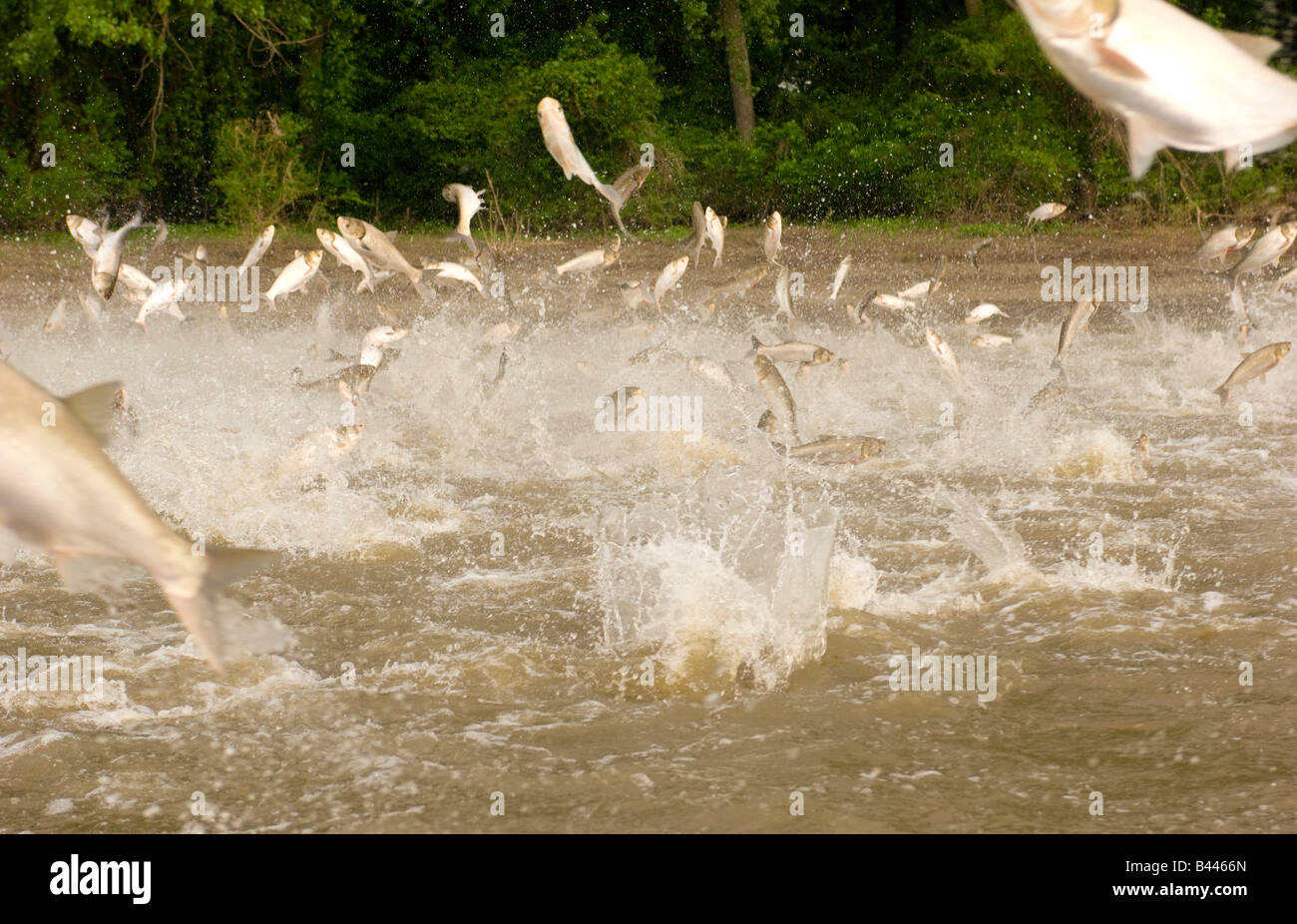 Due specie di carpe asiatiche il bighead e argento salta fuori dell'Illinois fiume vicino a L'Avana Illinois Foto Stock
