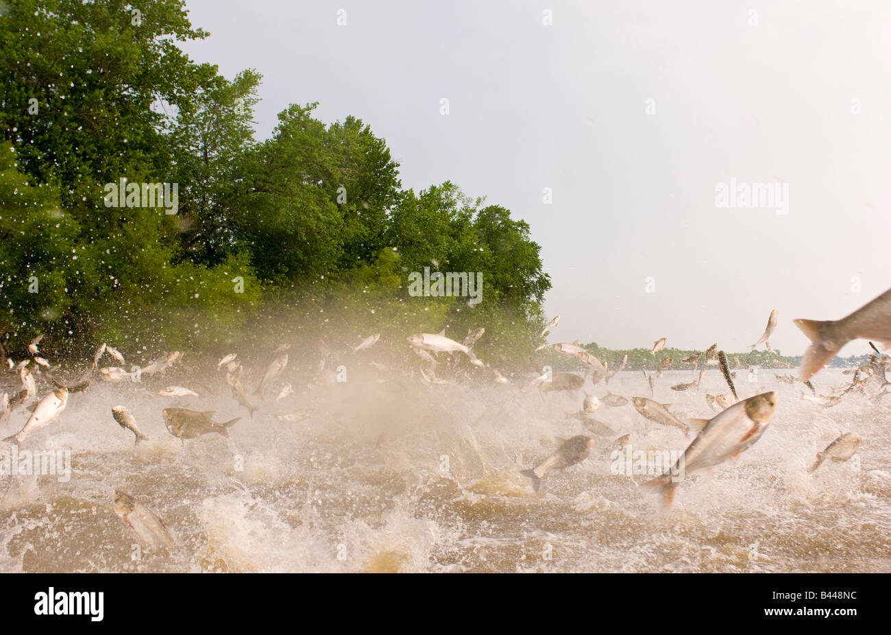 Due specie di carpe asiatiche il bighead e argento salta fuori dell'Illinois fiume vicino a L'Avana Illinois Foto Stock