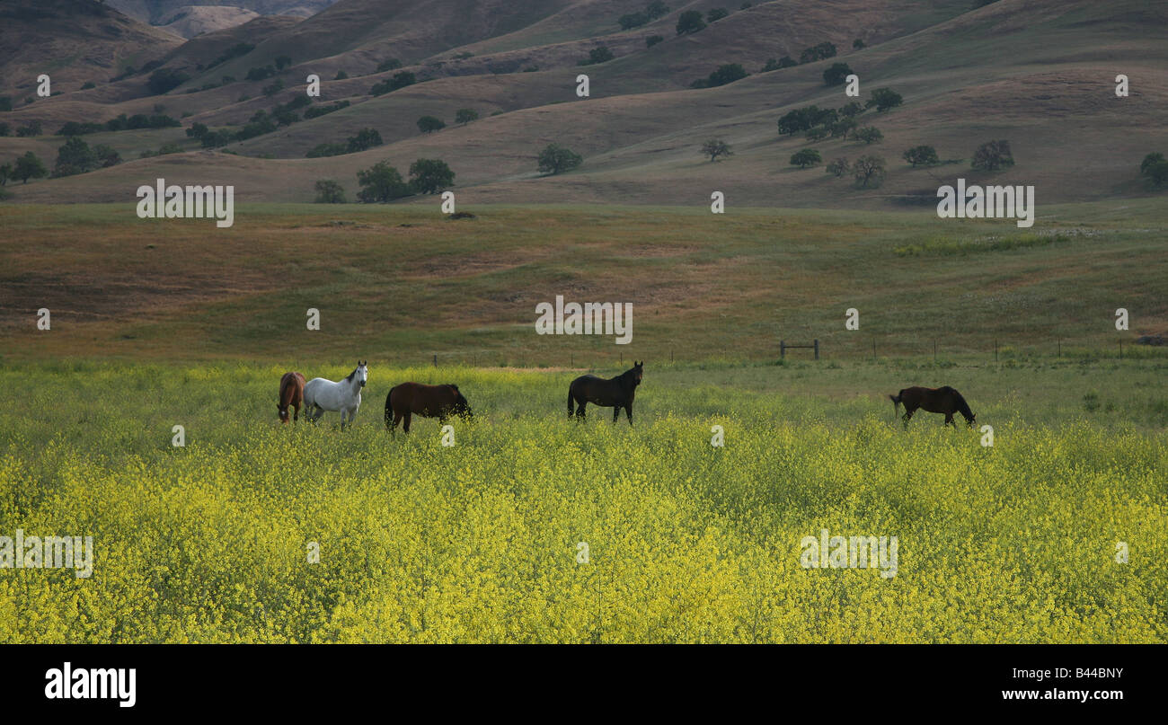 Cavalli in un campo di senape Foto Stock