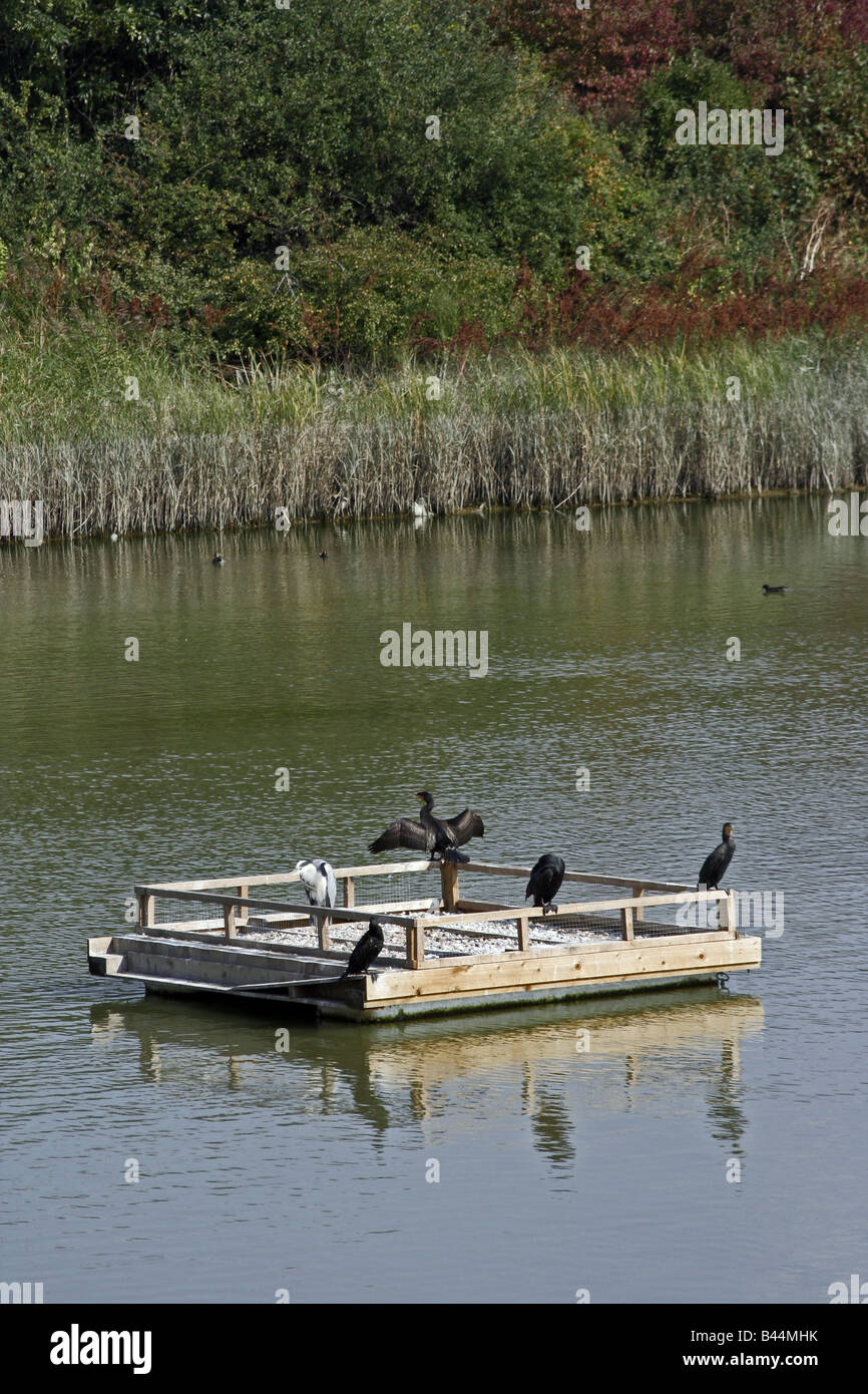 Birdlife in Oriente India Bacino del Dock Foto Stock