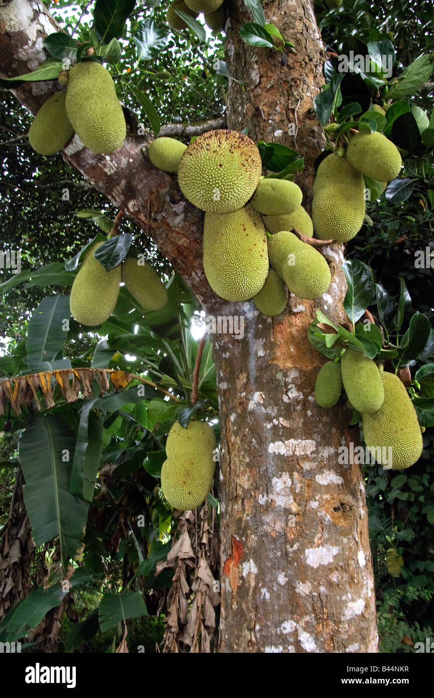 Jackfruits, Artocarpus heterophyllus, il più grande di tutti albero carico di frutti Zanzibar Tanzania Foto Stock