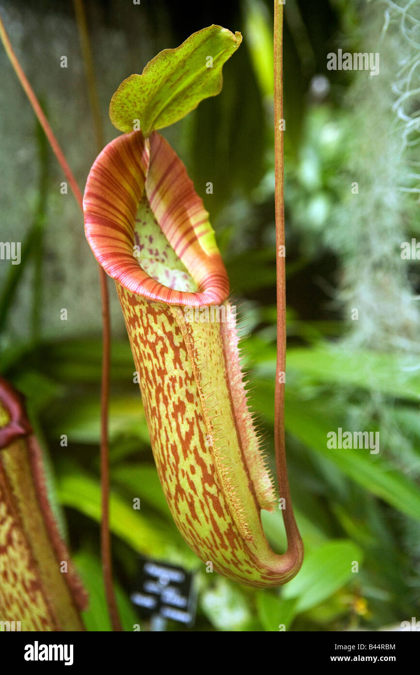 Regno Unito Scozia Glasgow Botanic Garden Casa delle Palme Rosa pianta brocca Sarracenia Leucophyllia Foto Stock