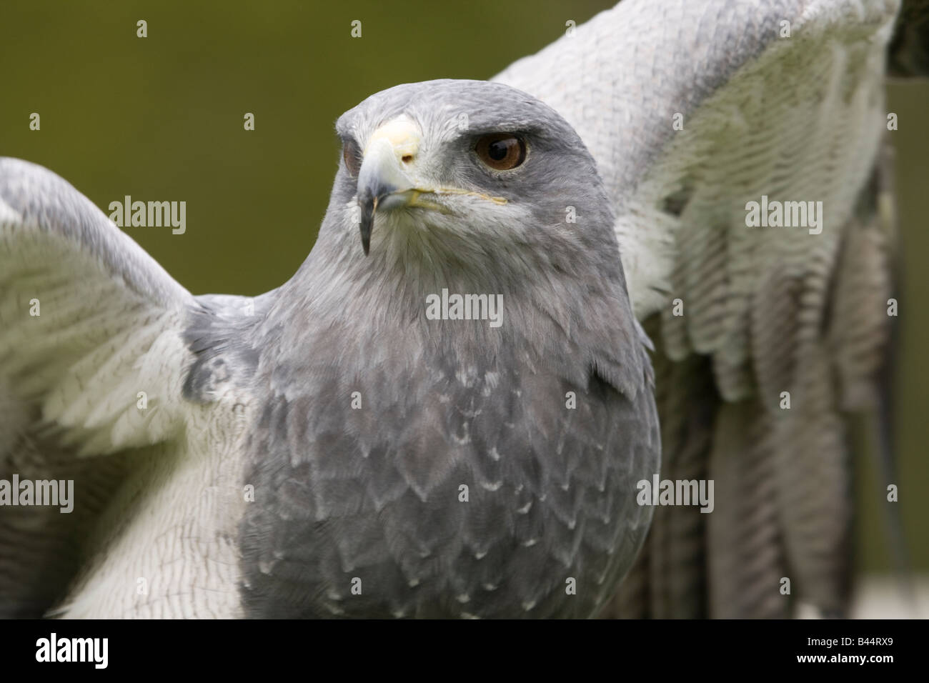 Un cileno blu Aquila ( Geranoaetus melanoleucus ) diffondendo è ali Foto Stock