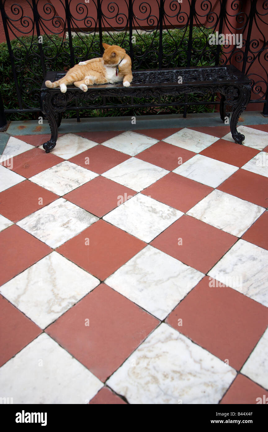 Un gatto sulla entrata anteriore dell'Calhoun Mansion su Meeting Street a Charleston SC Charleston fondata nel 1670 Foto Stock