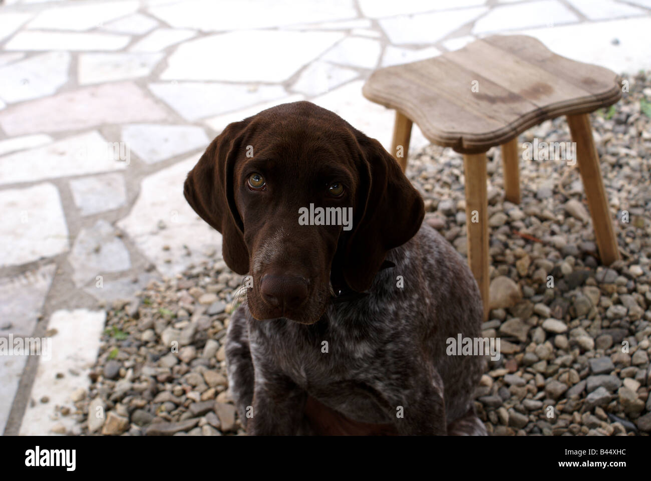 Un kurzhaar cucciolo di cane Foto Stock