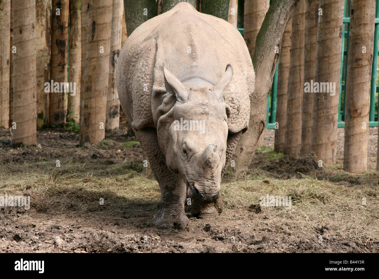 Asian grande one-corno di rinoceronte [Chester Zoo di Chester, Cheshire, Inghilterra, Gran Bretagna, Regno Unito, Europa]. . Foto Stock