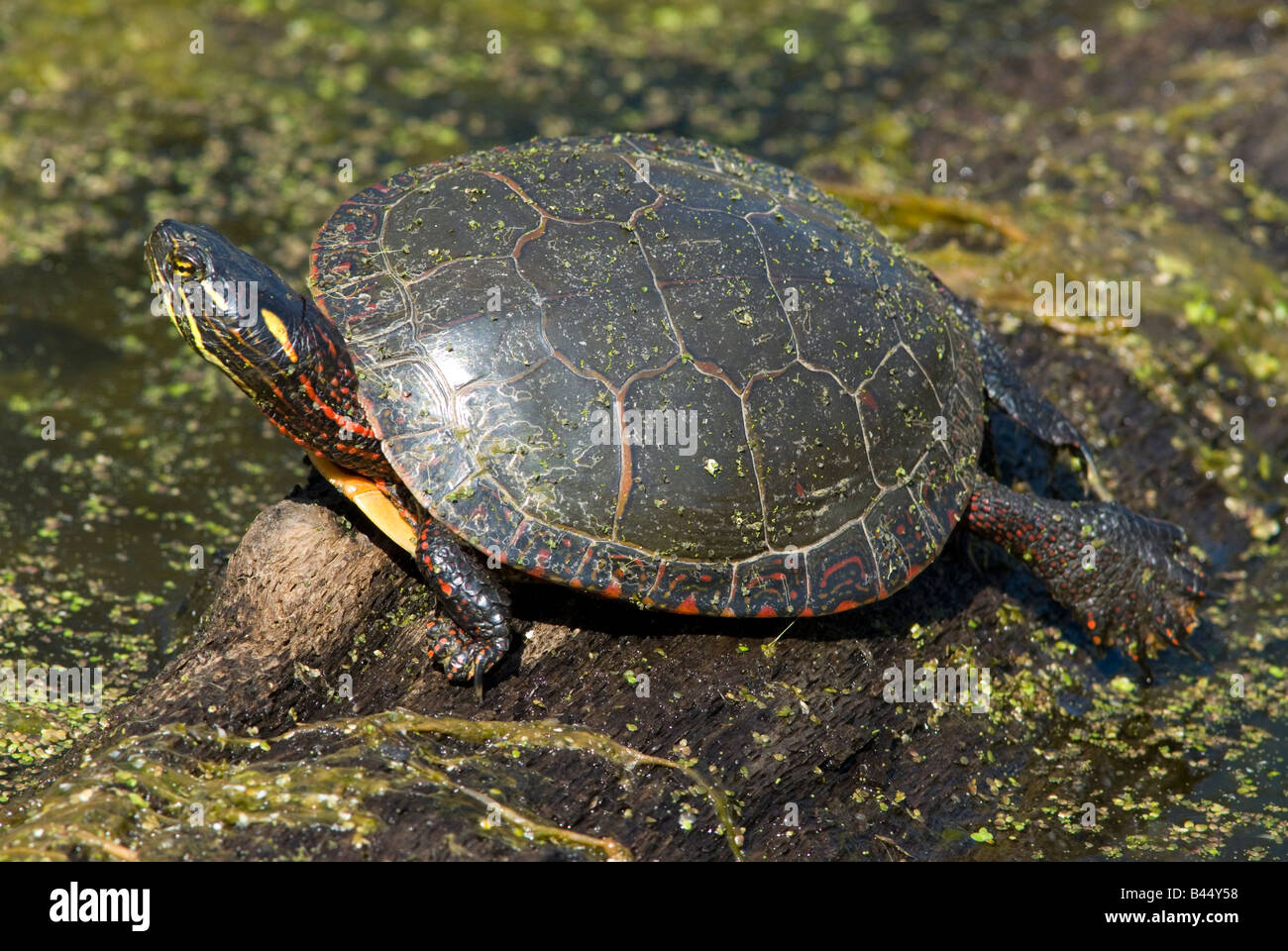 Dipinto orientale Turtle Chrysemys picta E USA Foto Stock