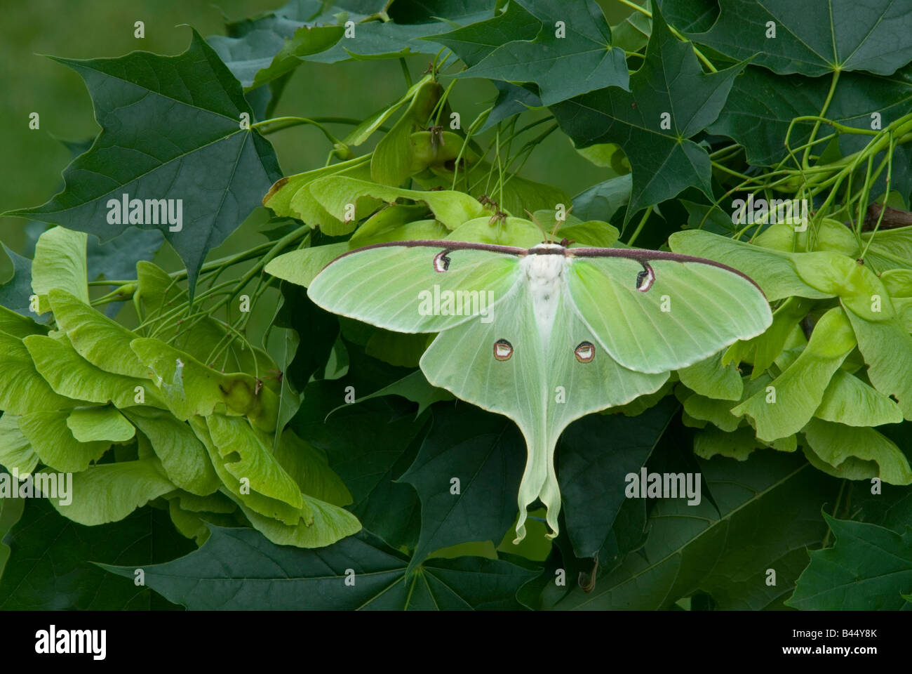 Luna Moth Actias luna su albero di Acero e Nord America Foto Stock