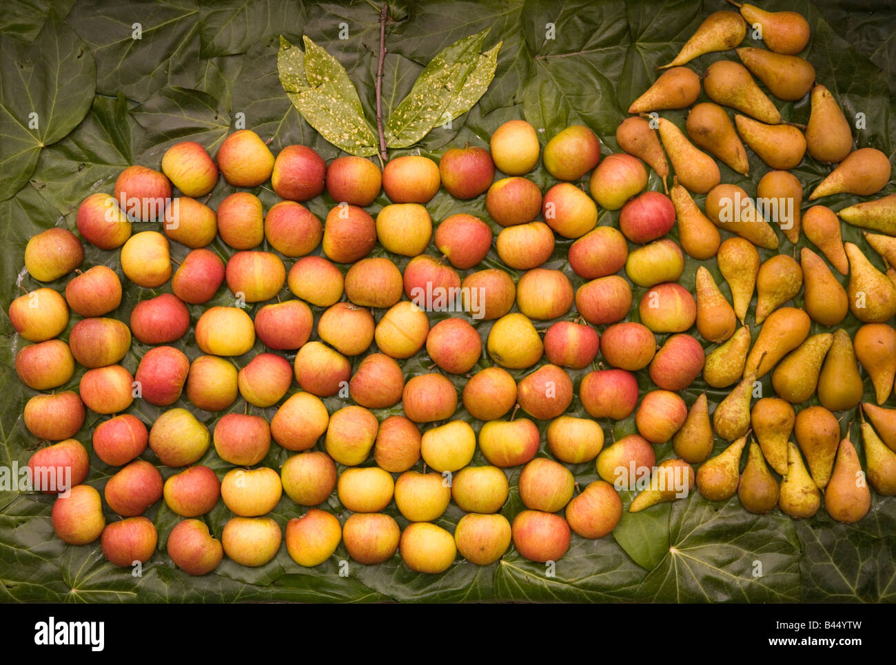 Premiato ortofrutticoli biologici sul display Foto Stock