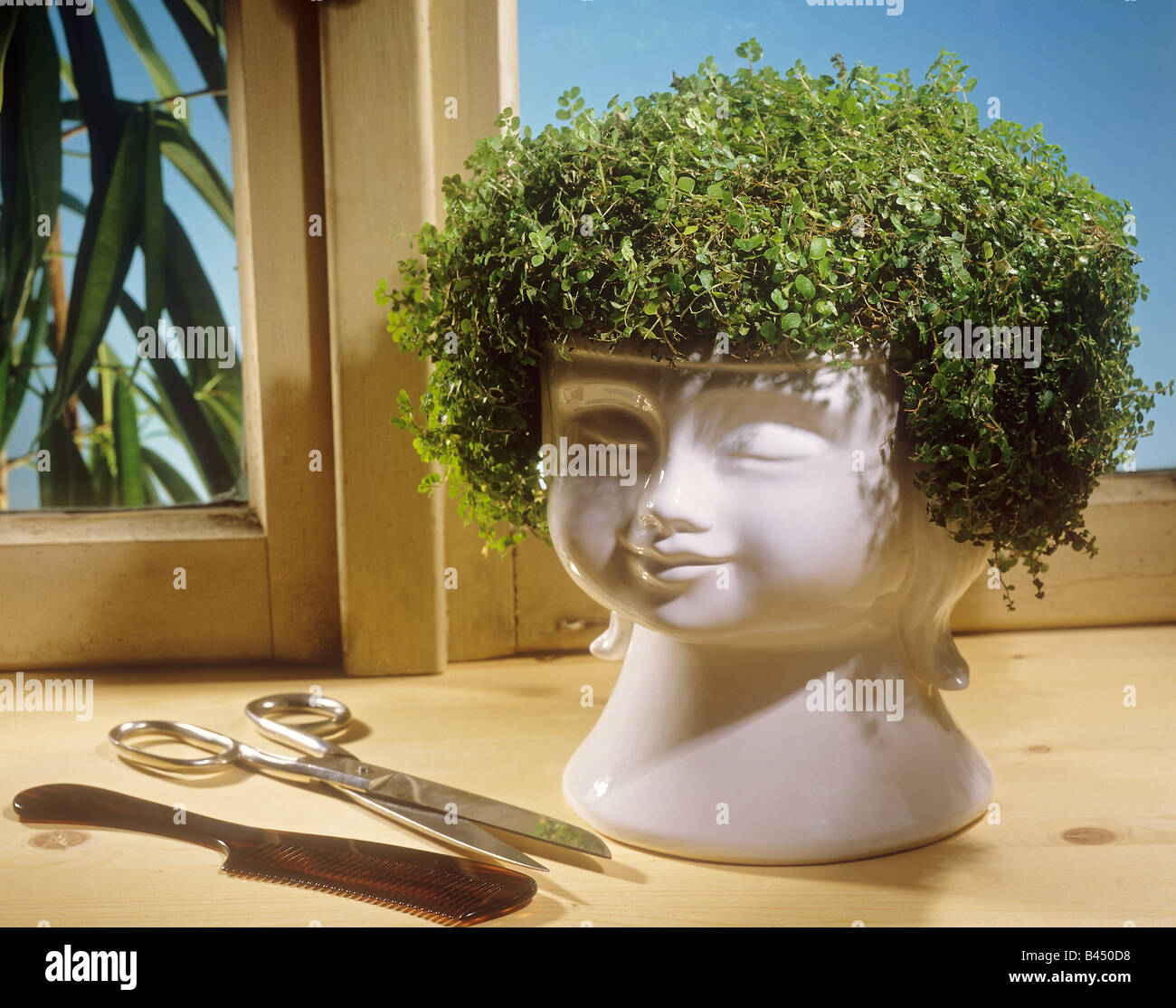 Angelo lacrime in Cina testa / Soleirolia soleirolii Foto Stock