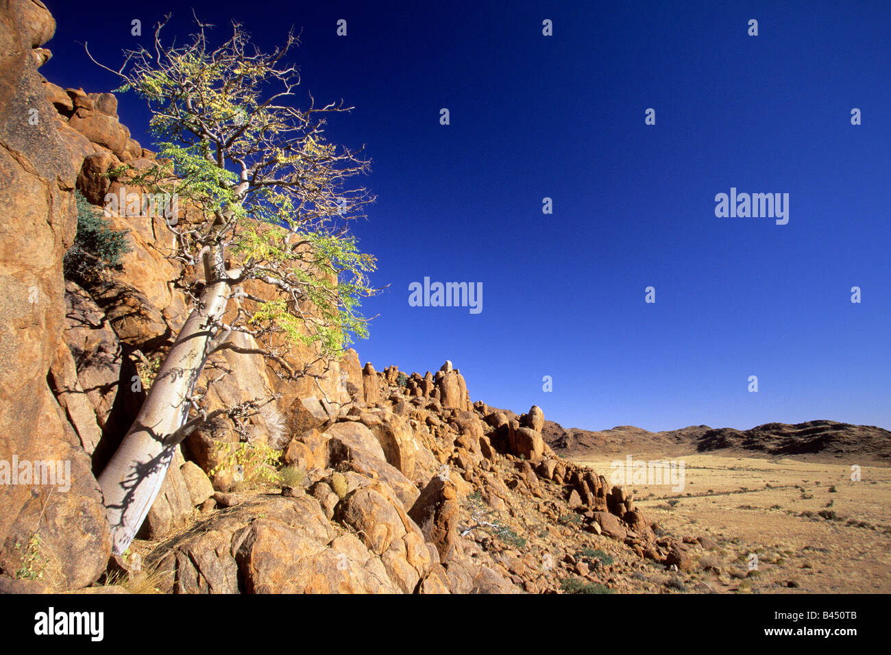 Moringa Tree (Moringa ovalifolia) su un pendio roccioso nel deserto del Namib Foto Stock