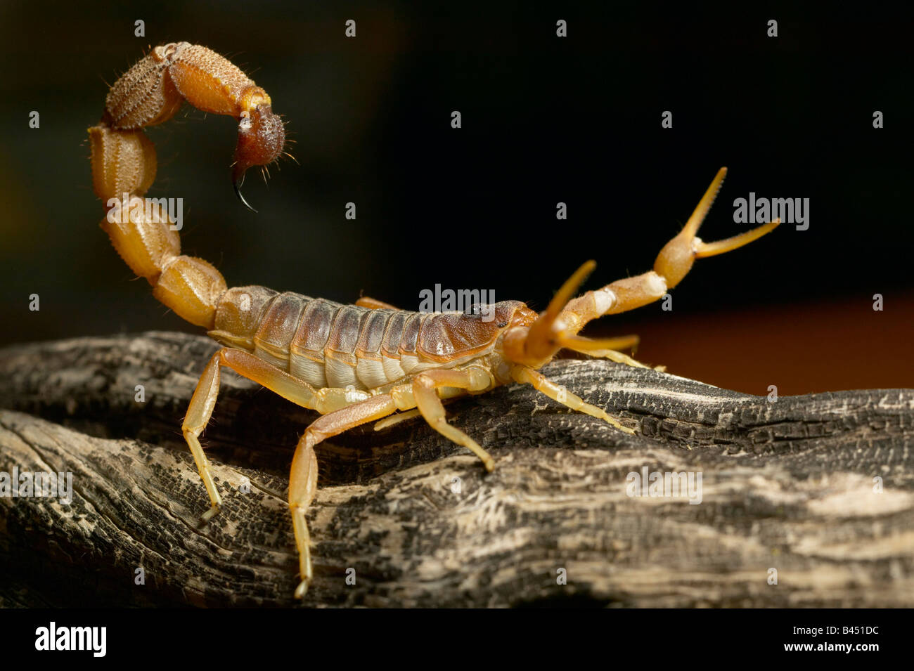 Cape Code spesse Scorpion (Parabuthus capensis) altamente velenosi Foto Stock