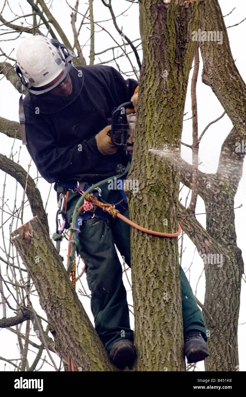 Tree feller taglio attraverso una fitta tronco di albero Foto Stock