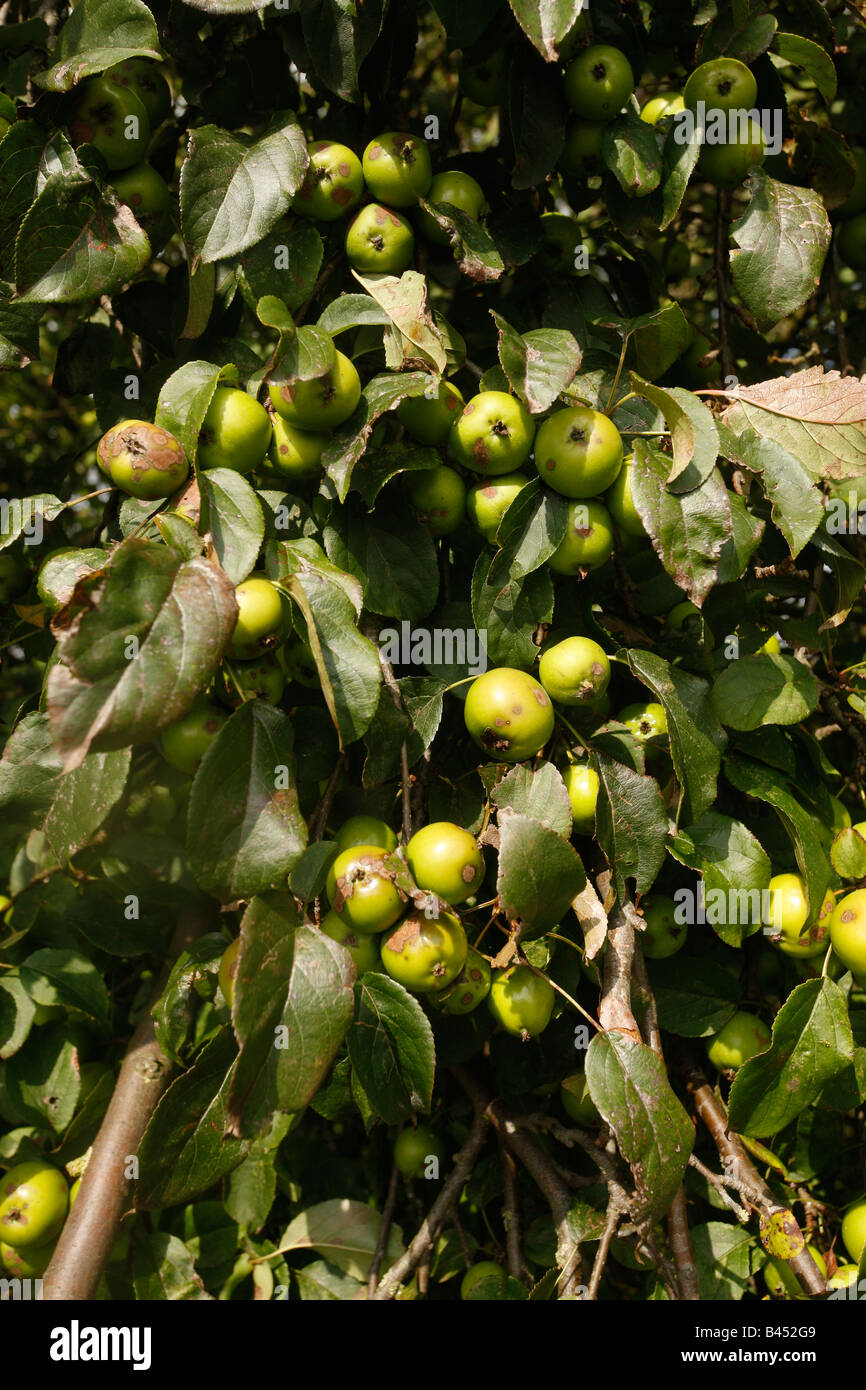 Crab Apple tree Malus sylvestris frutto Midlands Uk autunno Foto Stock