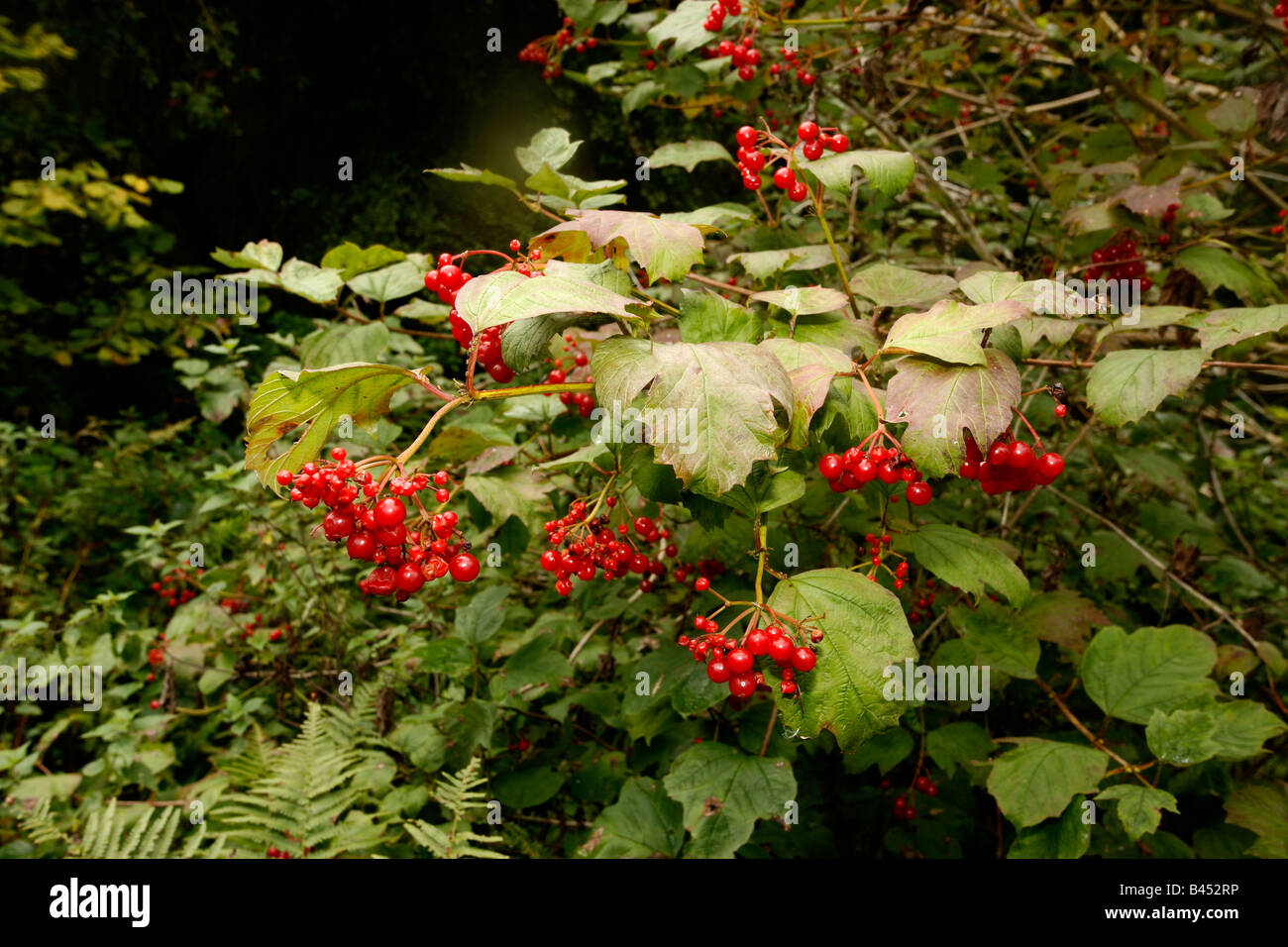 Rosa viburno Viburnum opulus bacche Midlands UK Foto Stock