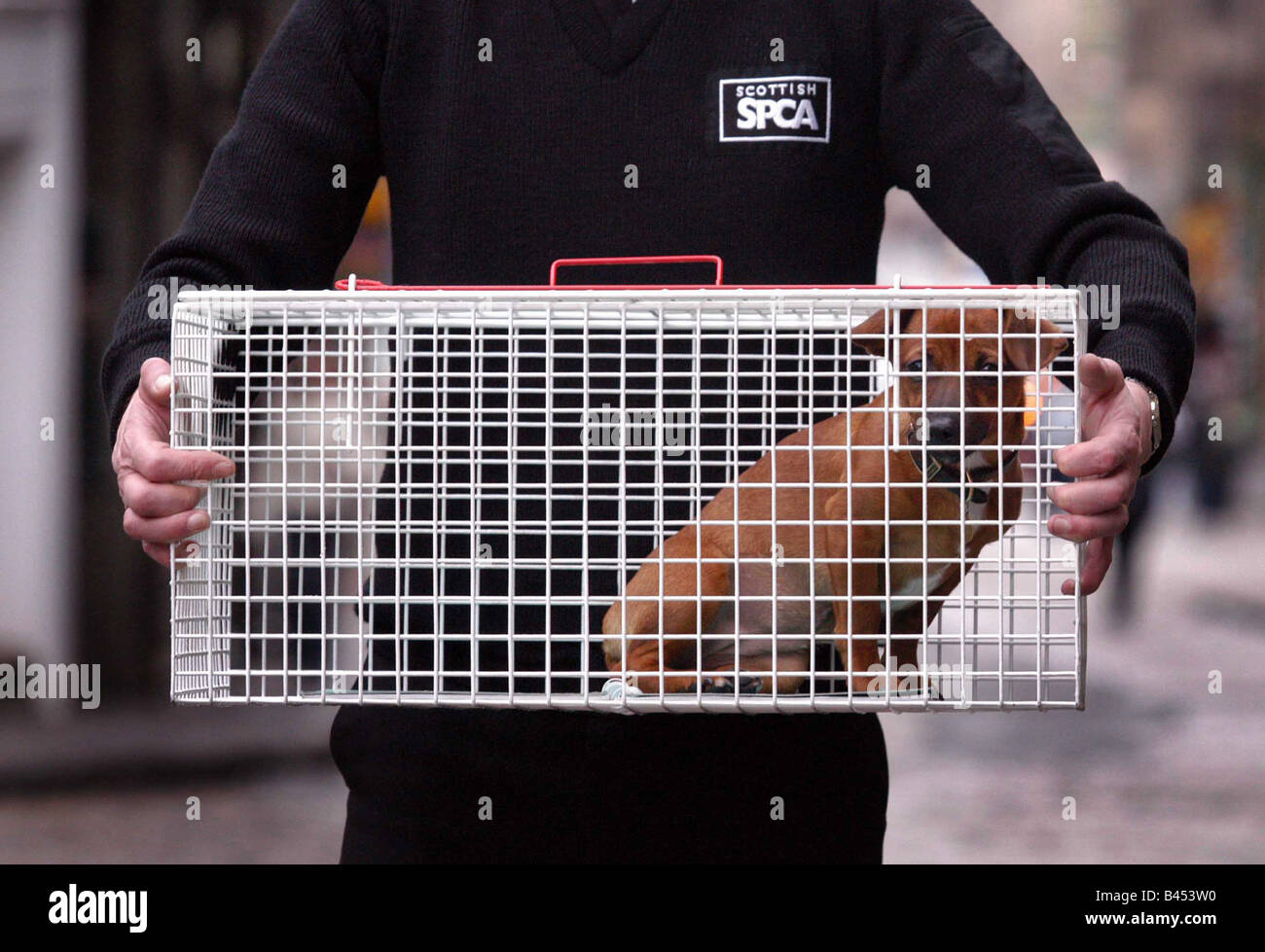 6 mese jack russell croce che era nato somewere in Irlanda stipati nel retro di un auto e venduti a un estraneo in un parcheggio Foto Stock