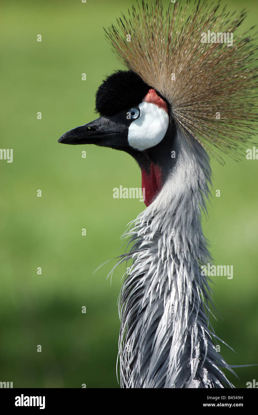 East African Crowned Crane Foto Stock