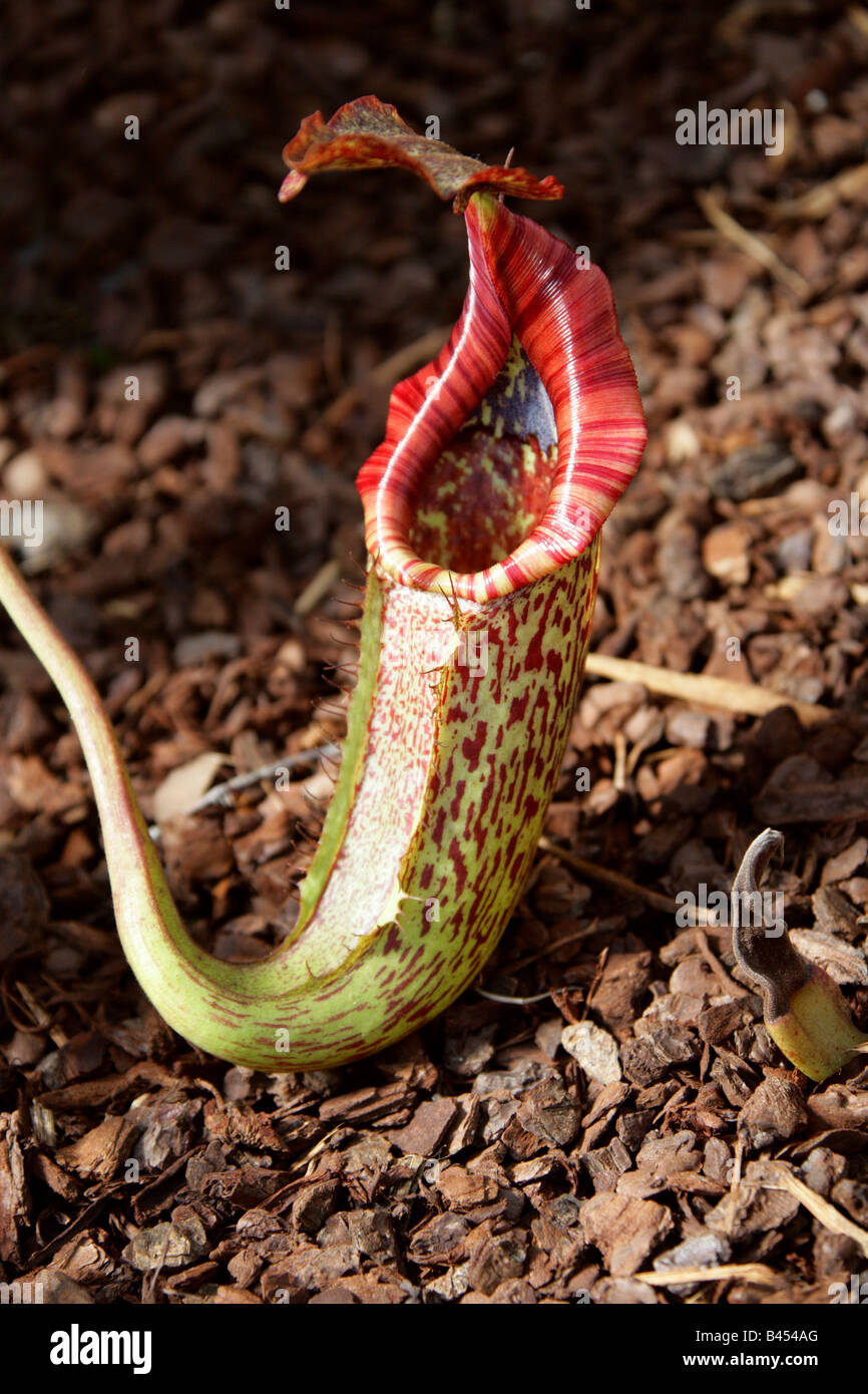 Nepenthes eymae, Nepenthaceae. Un carnivoro pianta brocca dalle montagne di Sulawesi centrale, Indonesia. Foto Stock