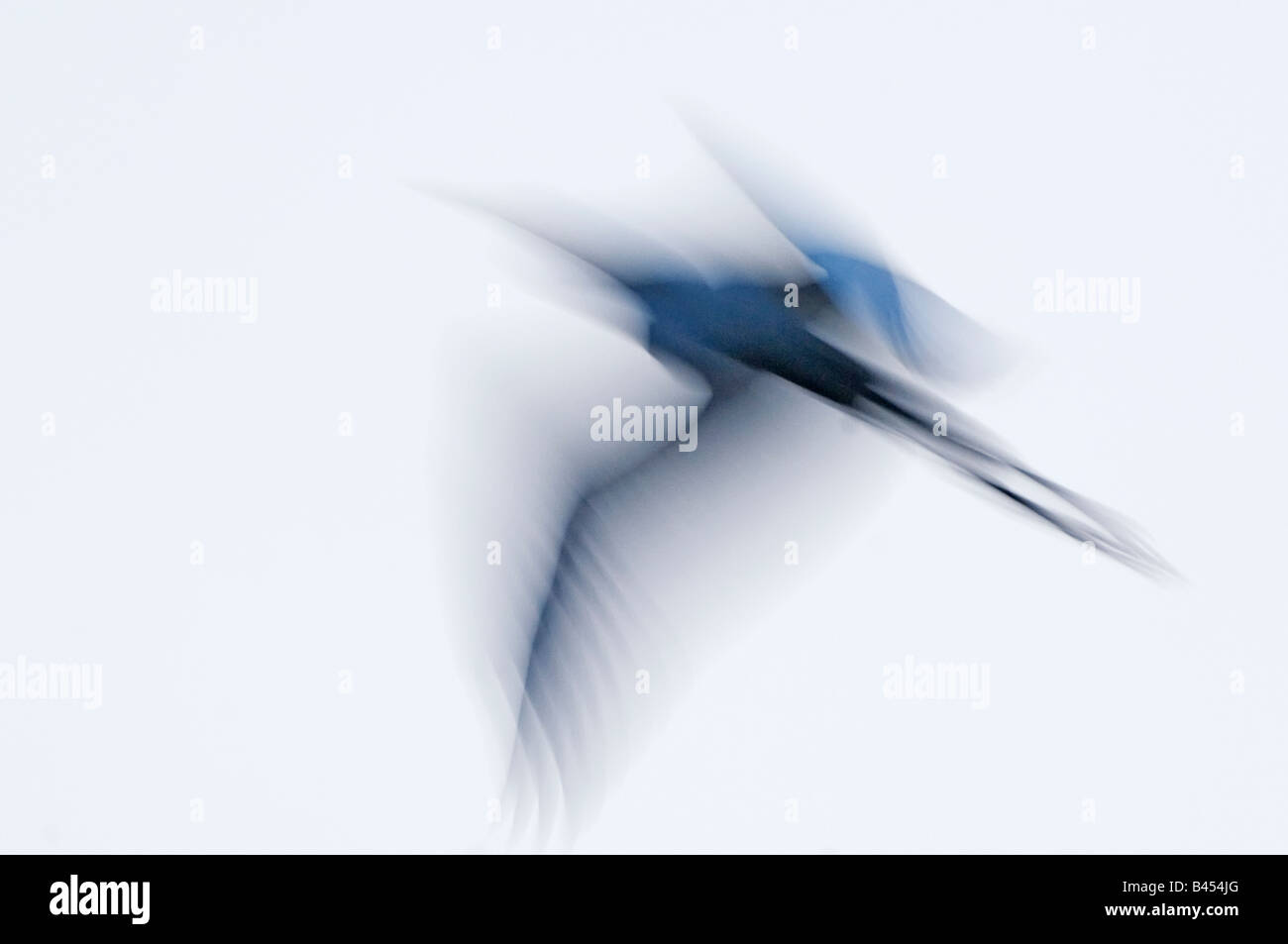 Airone bianco maggiore impressione di volo in pre-dawn ora Foto Stock