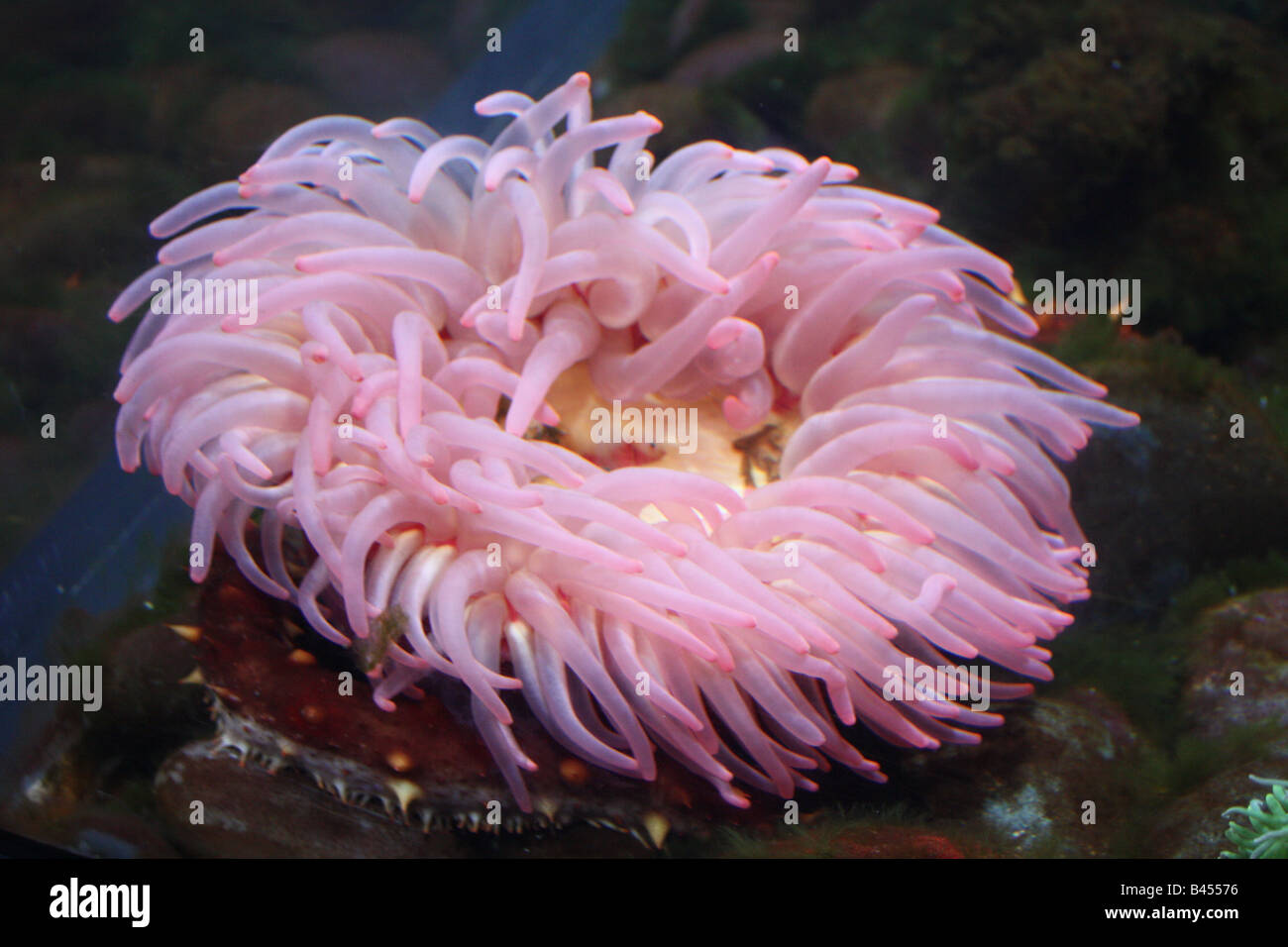 anemone di mare Foto Stock