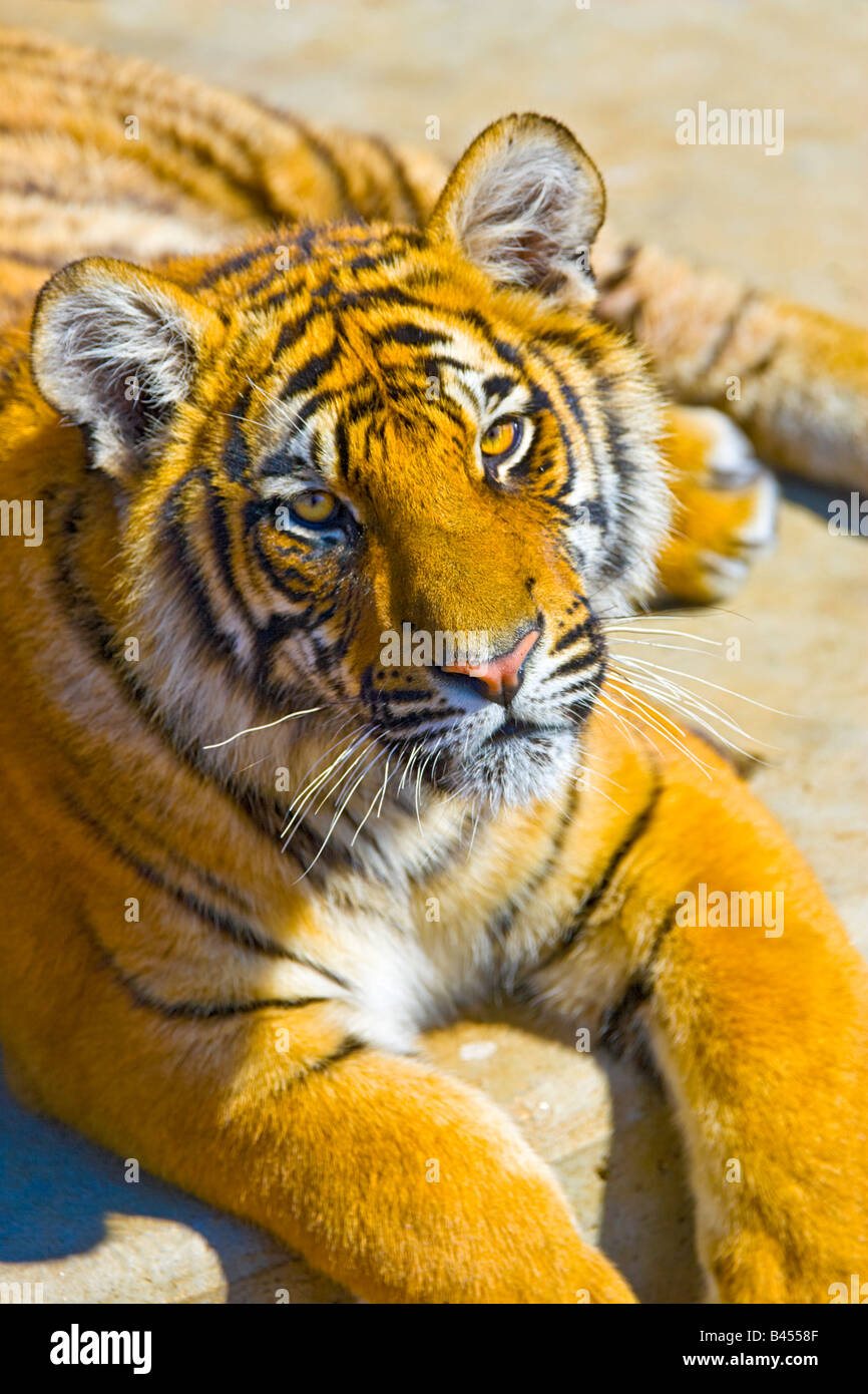 Captive tigre del Bengala capretti (Panthera tigris) Foto Stock