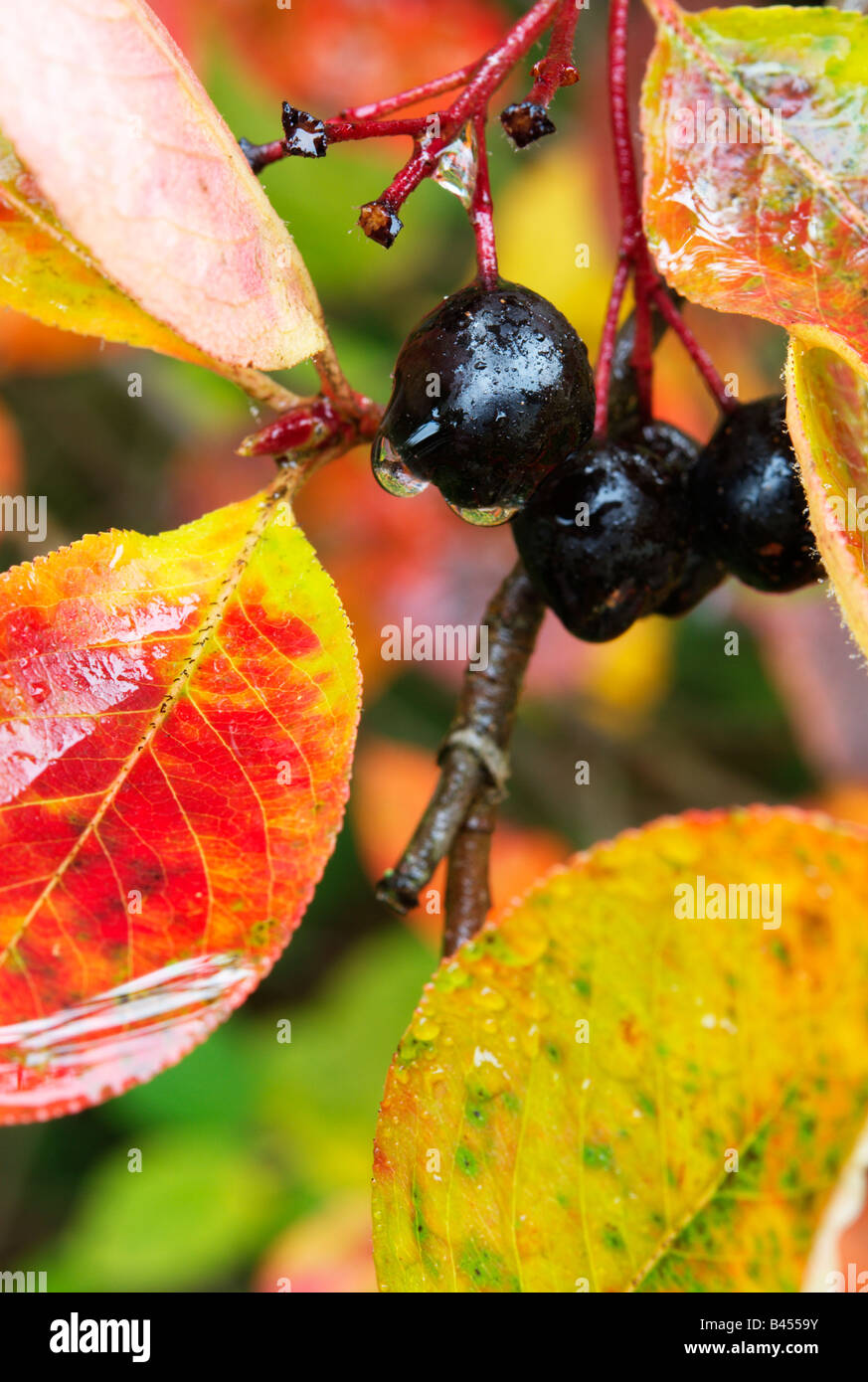 Nero bacche di Aronia (Aronia melanocarpa/mitschurinii) in Autunno colori Foto Stock