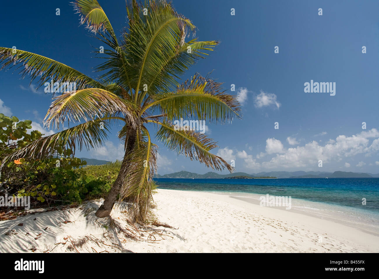 Palm Tree Sandy Spit Isole Vergini Britanniche Foto Stock