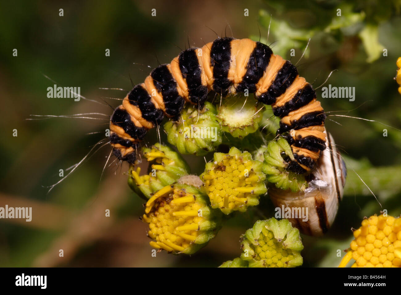 Il cinabro moth larva Tyria jacobaeae Arctiidae mangiare erba tossica boccioli di fiori insieme con un labbro marrone hedge lumaca REGNO UNITO Foto Stock