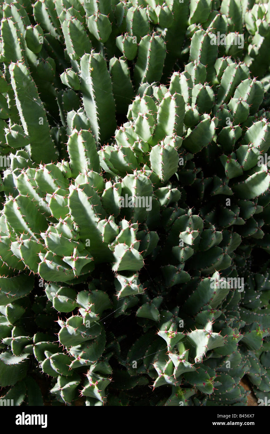 Euphorbia resinifera, Euphorbiaceae, Marocco. Foto Stock
