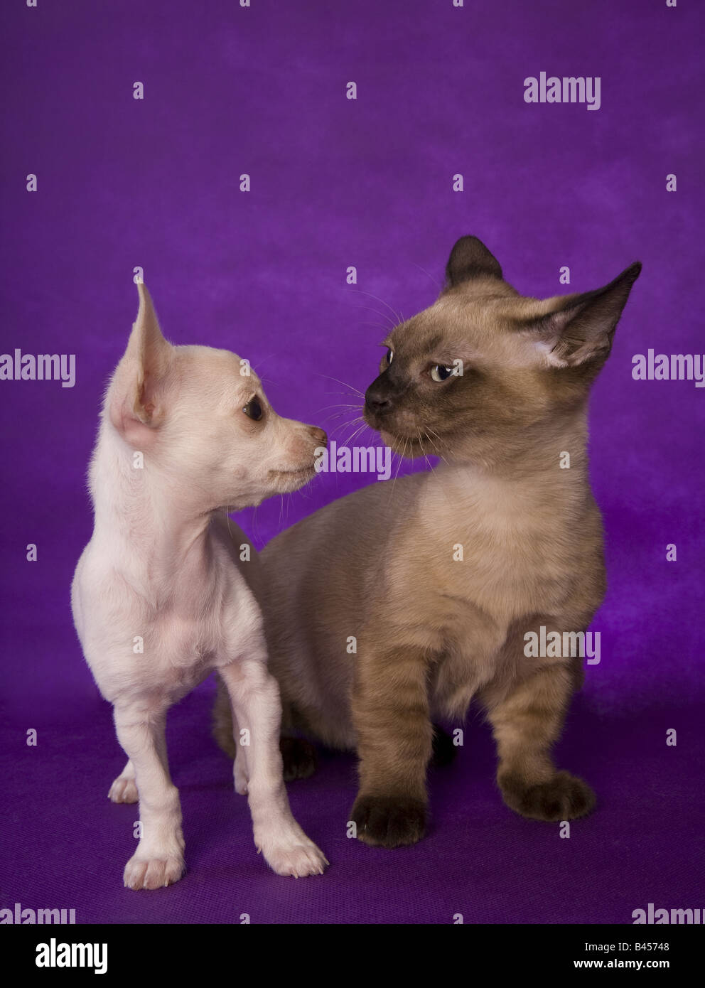 Carino color crema shorthaired Chihuahua cucciolo e Munchkin gattino su sfondo viola Foto Stock